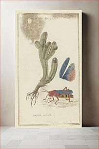 Πίνακας, Crassula pyramidalis Thunb. (Pagoda mini jade) and a Dictyophorus spumans (Koppie foam grasshopper) (1777–1786) by Robert Jaco