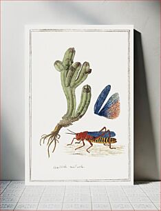 Πίνακας, Crassula pyramidalis Thunb. (Pagoda mini jade) and a Dictyophorus spumans: Koppie foam grasshopper (1777–1786) by Robert Jacob
