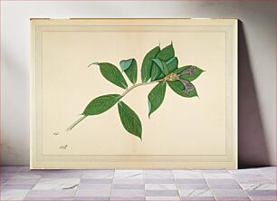 Πίνακας, Crepe Ginger Plant (ca. 1780) by Sheikh Zainuddin