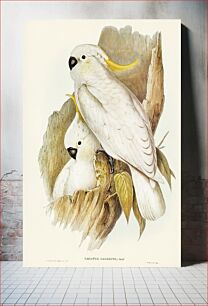 Πίνακας, Crested Cockatoo (Cacatua galerita) illustrated by Elizabeth Gould (1804–1841) for John Gould’s (1804-