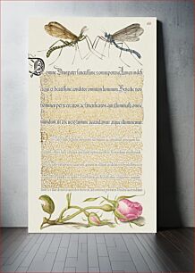 Πίνακας, Crested Crane Fly, Insect, and French Rose from Mira Calligraphiae Monumenta or The Model Book of Calligraphy (1561–1596) by Georg Bocskay and Joris Hoefnagel
