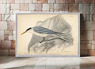 Πίνακας, Crested Fern, Plate 30 from Birds of Western Africa, William Home Lizars