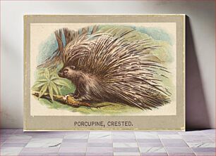 Πίνακας, Crested Porcupine, from the Animals of the World series (T180), issued by Abdul Cigarettes
