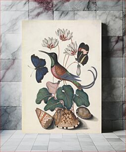 Πίνακας, Crimson topaz hummingbird (Topaza pella), male, with Cyclamen (cf