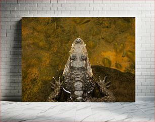 Πίνακας, Crocodile in Water Κροκόδειλος στο νερό