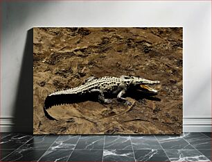 Πίνακας, Crocodile on Muddy Ground Κροκόδειλος στο λασπώδες έδαφος