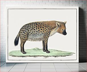 Πίνακας, Crocuta crocuta: spotted Hyena (1777) by Robert Jacob Gordon