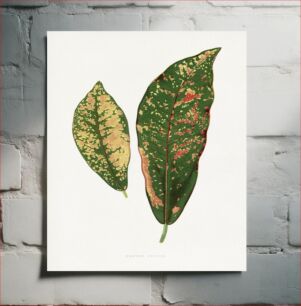 Πίνακας, Croton leaf illustration