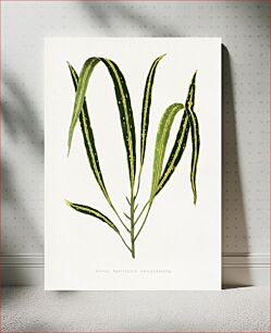 Πίνακας, Croton Variegatum Angustifolium leaf illustration