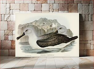 Πίνακας, Culminated Albatros (Diomedea culminata) illustrated by Elizabeth Gould (1804–1841) for John Gould’s (