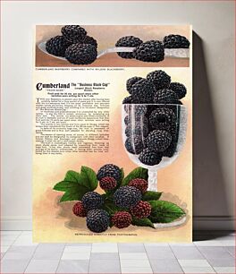 Πίνακας, Cumberland black raspberry lithograph