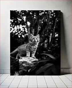 Πίνακας, Curious Cat in Monochrome Περίεργη γάτα σε μονόχρωμη