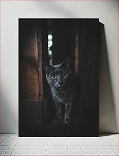 Πίνακας, Curious Cat in the Dark Περίεργη γάτα στο σκοτάδι