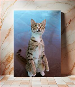 Πίνακας, Curious Cat Περίεργη γάτα