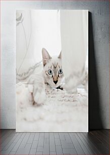 Πίνακας, Curious Cat Περίεργη γάτα