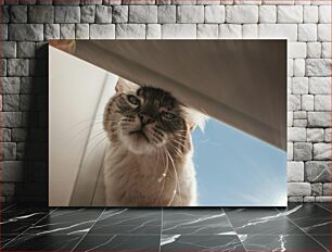 Πίνακας, Curious Cat Peeking Περίεργη γάτα που κρυφοκοιτάζει