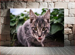 Πίνακας, Curious Cat with Tongue Out Περίεργη γάτα με έξω τη γλώσσα