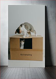 Πίνακας, Curious Cats and Cardboard Box Περίεργες γάτες και κουτί από χαρτόνι