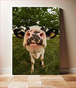 Πίνακας, Curious Cow Close-Up Κοντινό πλάνο περίεργη αγελάδα