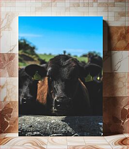 Πίνακας, Curious Cows in the Field Περίεργες αγελάδες στο χωράφι