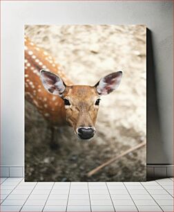Πίνακας, Curious Deer Περίεργα ελάφια