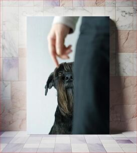 Πίνακας, Curious Dog Περίεργος σκύλος