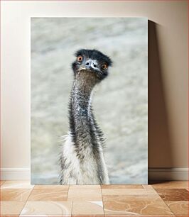 Πίνακας, Curious Emu Curious Emu