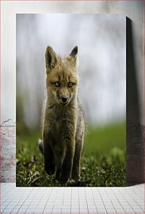 Πίνακας, Curious Fox Cub Curious Fox Cub