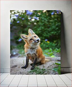 Πίνακας, Curious Fox in Nature Η περίεργη αλεπού στη φύση