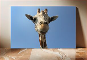 Πίνακας, Curious Giraffe Περίεργη καμηλοπάρδαλη