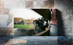 Πίνακας, Curious Goat at the Farm Περίεργη κατσίκα στο αγρόκτημα