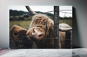 Πίνακας, Curious Highland Cow Curious Highland Cow