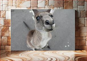 Πίνακας, Curious Kangaroo Περίεργο καγκουρό