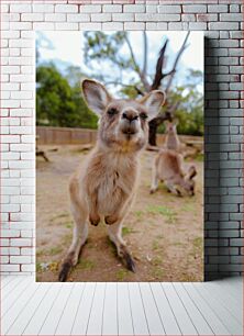 Πίνακας, Curious Kangaroo Περίεργο καγκουρό