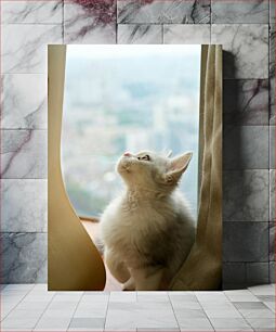Πίνακας, Curious Kitten Looking Up Περίεργο γατάκι που κοιτάζει ψηλά