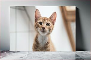 Πίνακας, Curious Kitten Περίεργο γατάκι