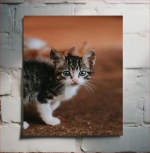 Πίνακας, Curious Kitten Περίεργο γατάκι