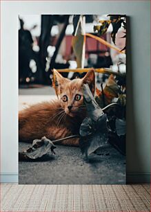 Πίνακας, Curious Kitten Περίεργο γατάκι
