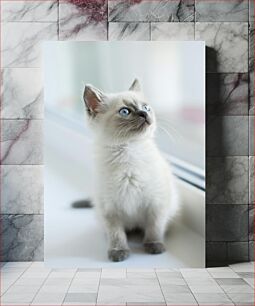 Πίνακας, Curious Kitten with Blue Eyes Περίεργο γατάκι με μπλε μάτια