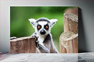 Πίνακας, Curious Lemur Περίεργος Λεμούριος