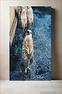 Πίνακας, Curious Meerkat Curious Meerkat