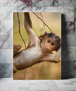 Πίνακας, Curious Monkey Hanging from Branch Περίεργος πίθηκος που κρέμεται από κλαδί