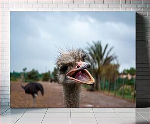Πίνακας, Curious Ostrich Περίεργη στρουθοκάμηλος