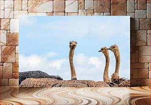 Πίνακας, Curious Ostriches Περίεργοι στρουθοκάμηλοι