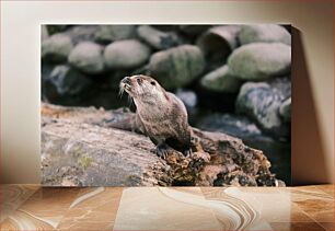 Πίνακας, Curious Otter on Rock Curious Otter on Rock