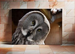 Πίνακας, Curious Owl Περίεργη κουκουβάγια