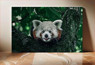 Πίνακας, Curious Red Panda in Tree Περίεργο κόκκινο πάντα στο δέντρο