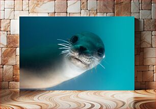 Πίνακας, Curious Seal Underwater Curious Seal Underwater