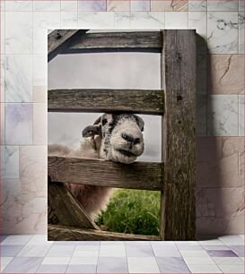 Πίνακας, Curious Sheep at the Fence Περίεργα πρόβατα στον φράχτη