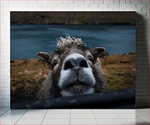 Πίνακας, Curious Sheep by the Lake Περίεργο πρόβατο δίπλα στη λίμνη